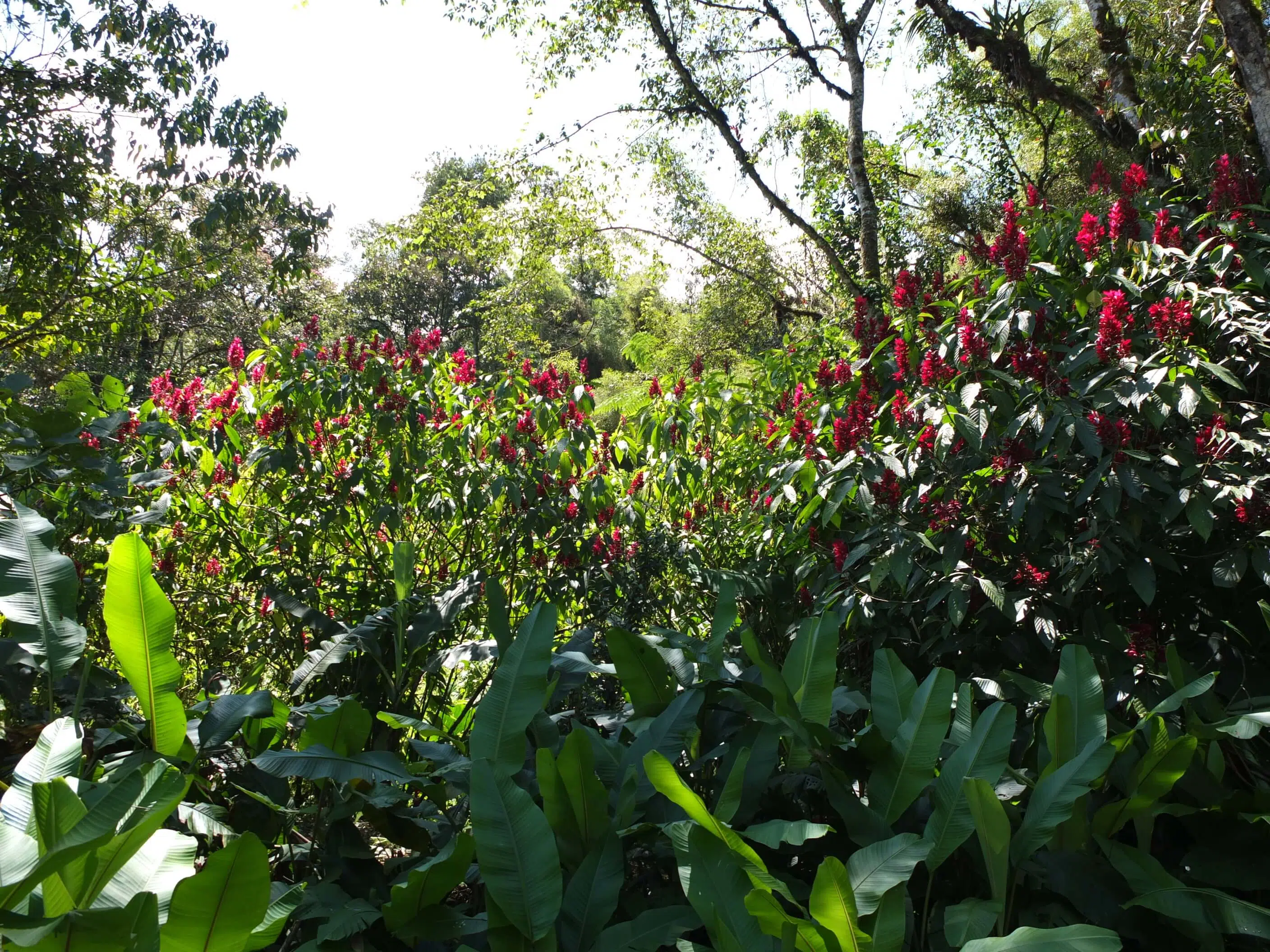 jardin mariposario