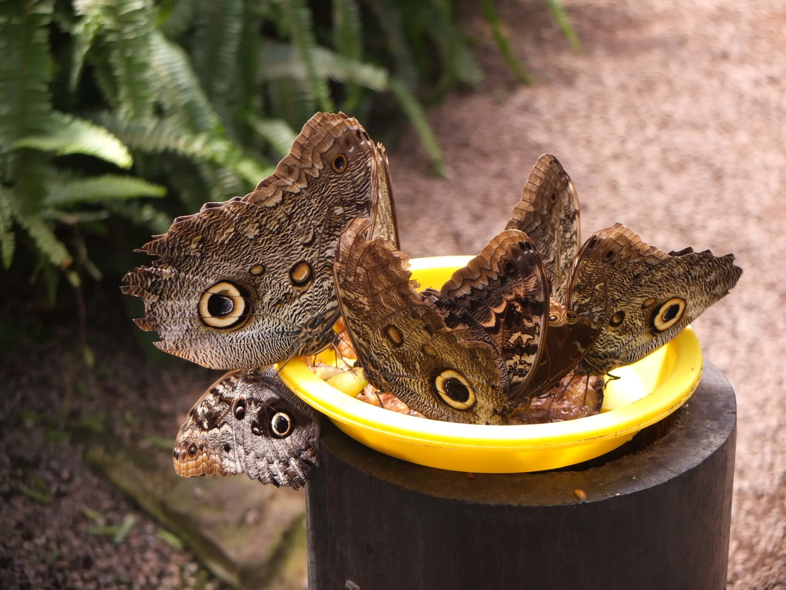 papillon mariposario