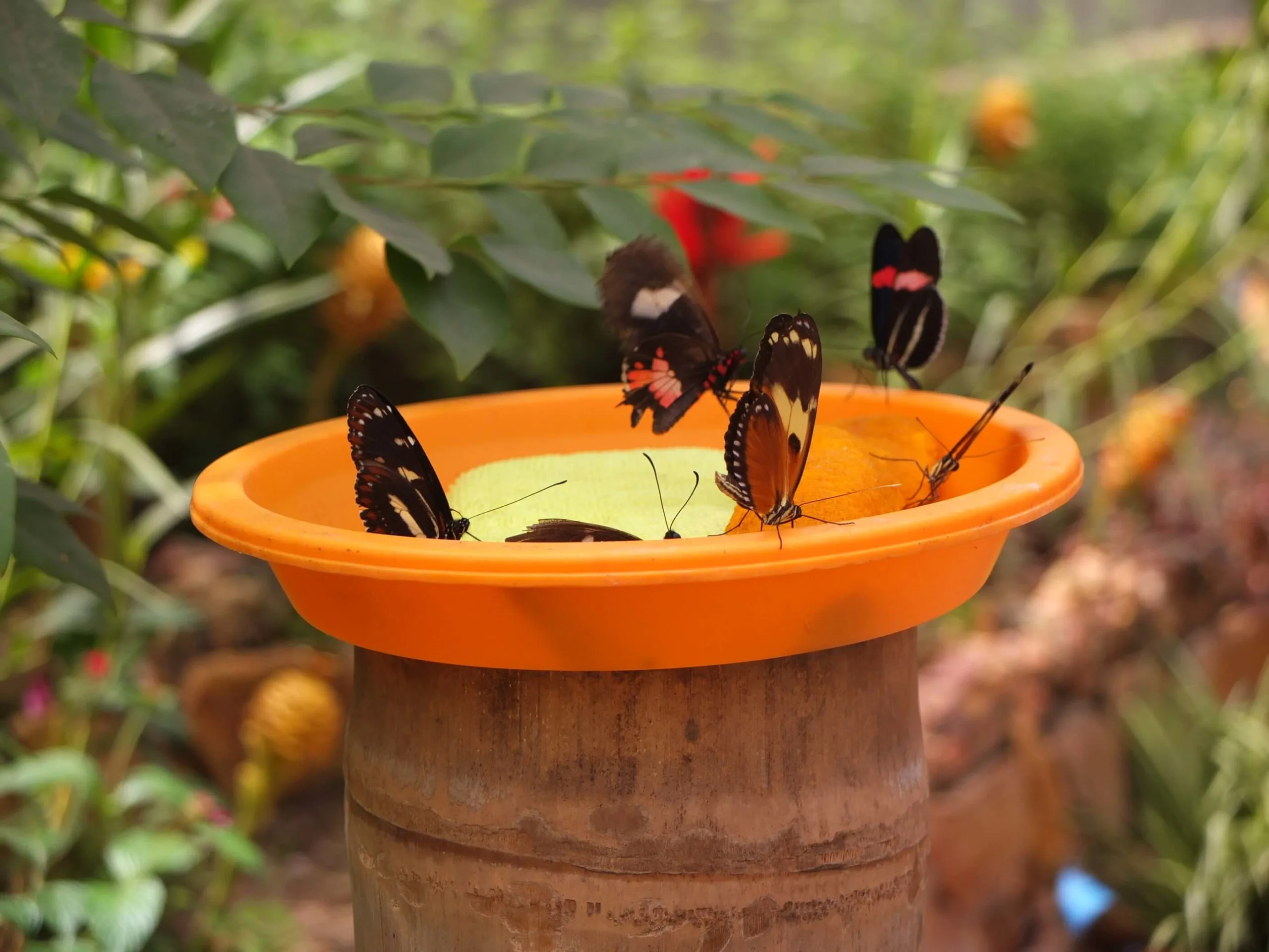 mariposario mindo