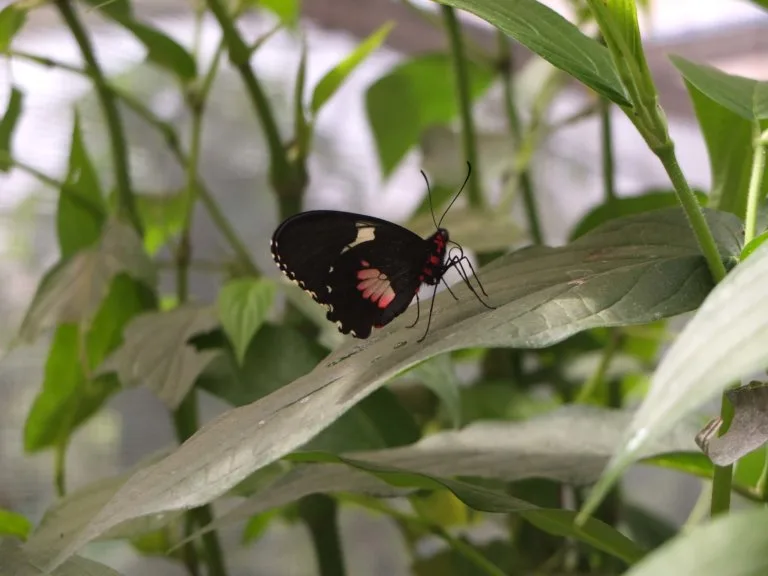 papillon mariposario equateur