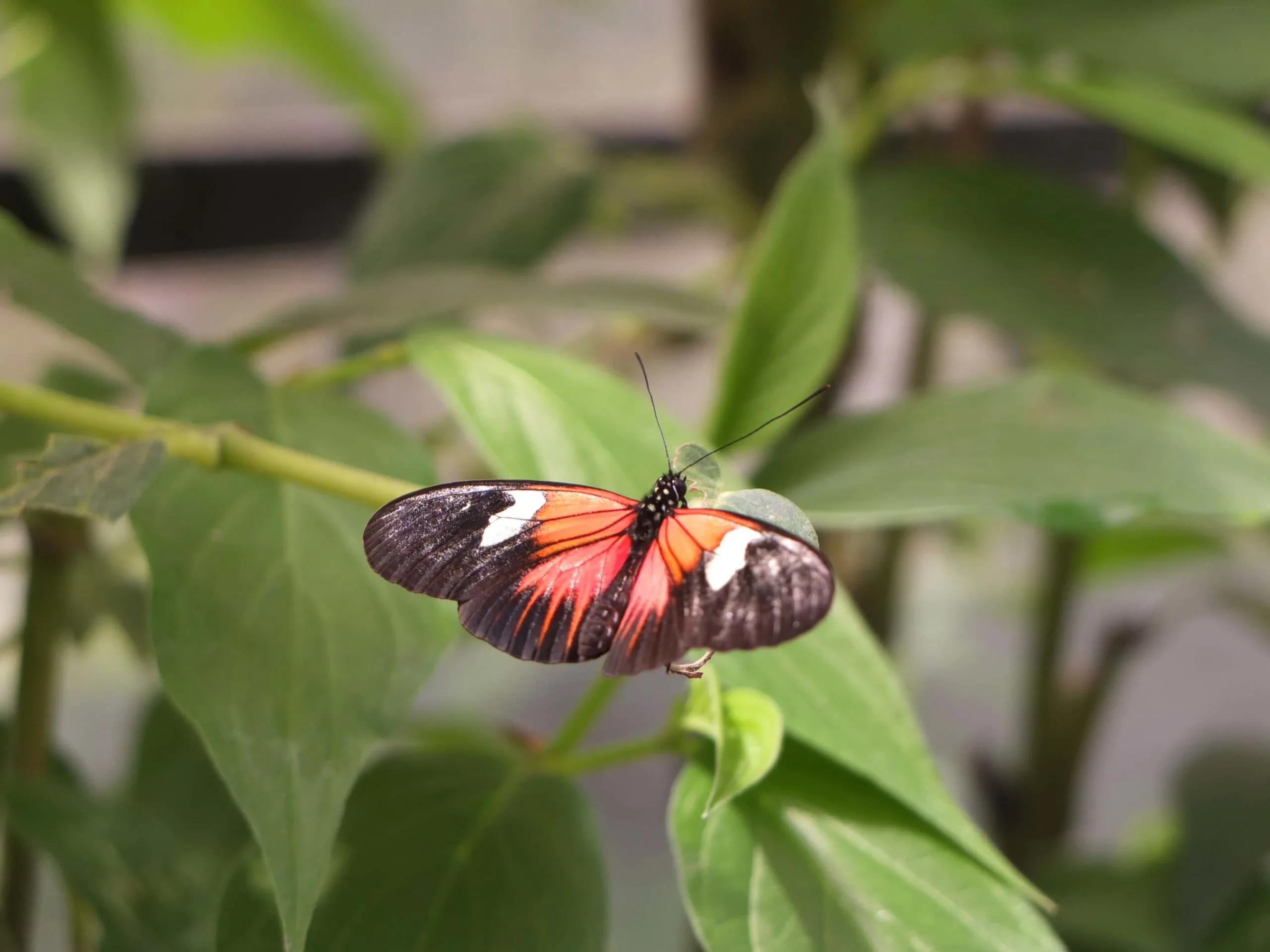 papillon equateur mariposario