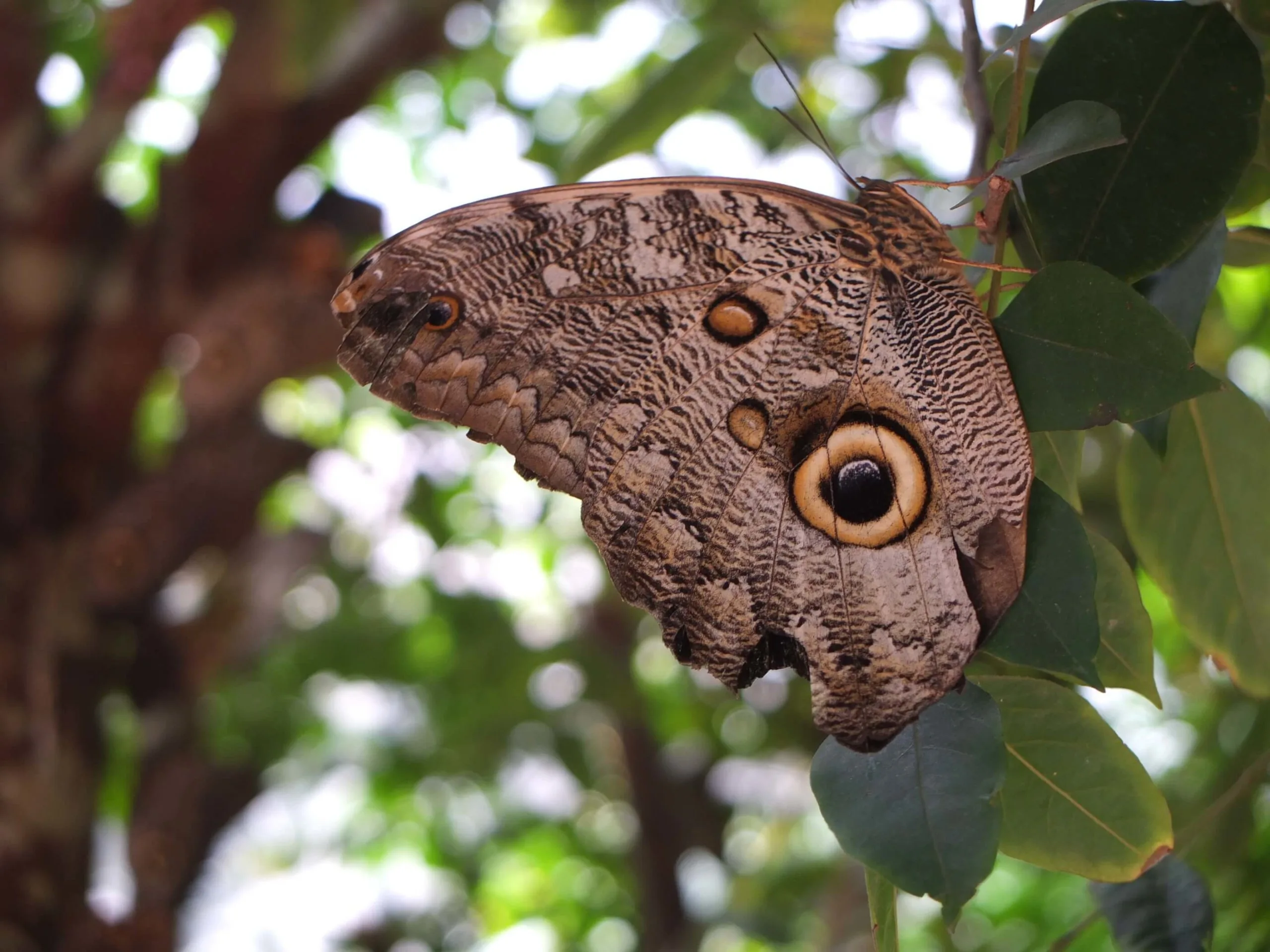 papillon equateur mariposario