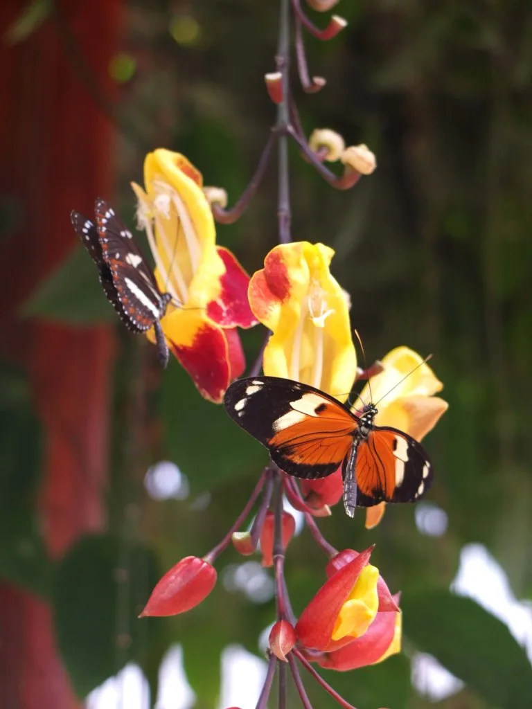 papillon mariposario mindo