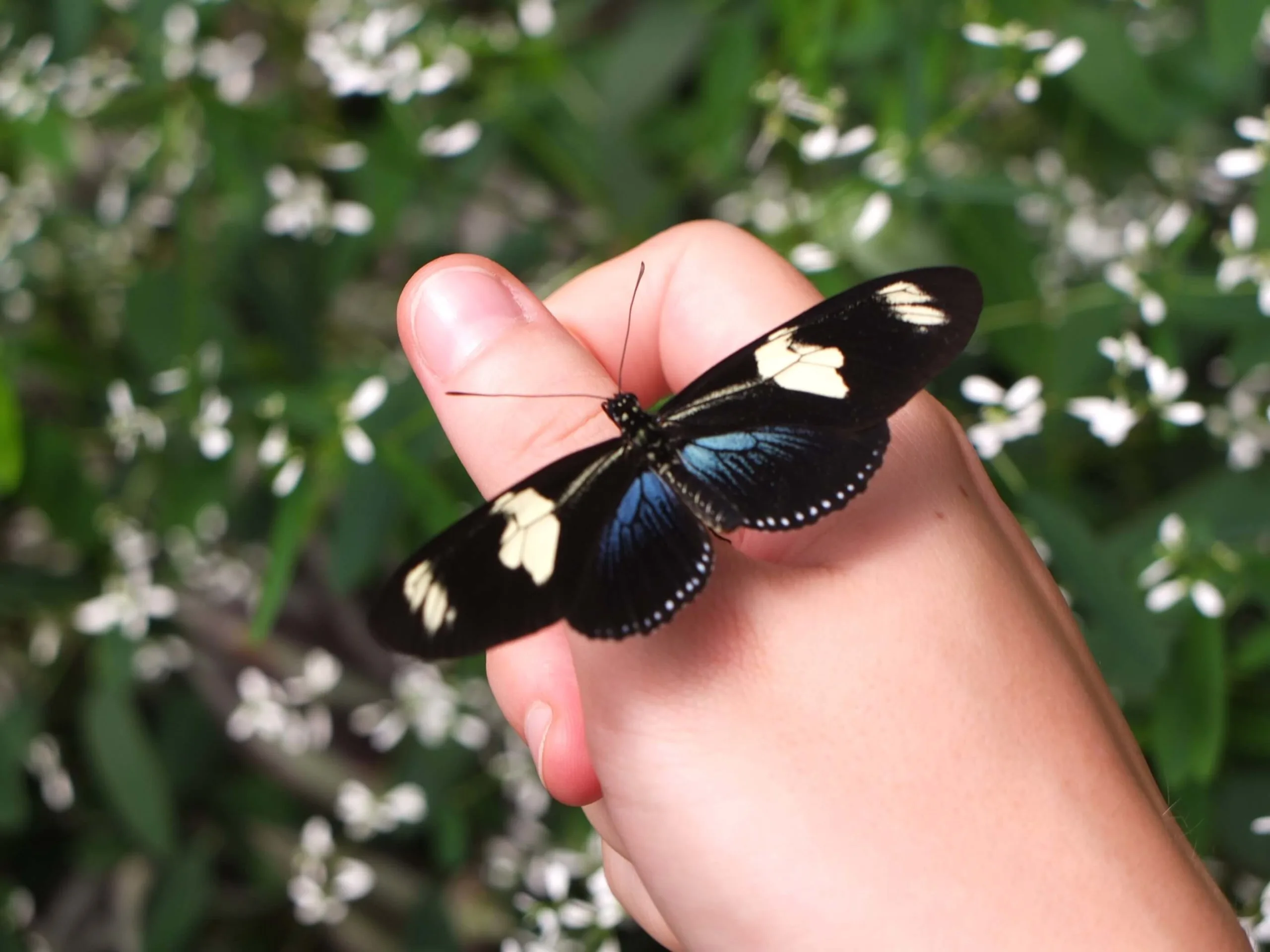 papillon mariposario mindo