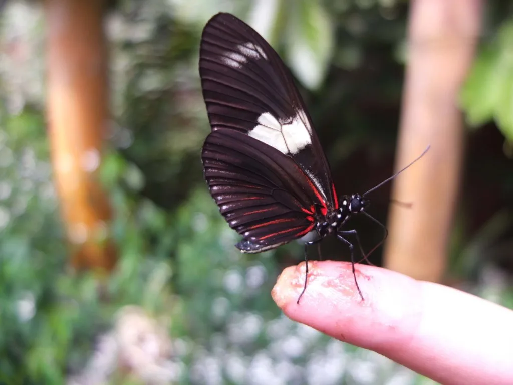 papillon mariposario mindo equateur