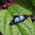 mariposario mindo equateur