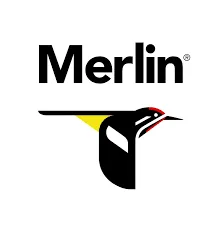 merlin bird