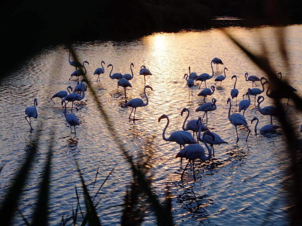 flamants roses parc du pont de gau camargue