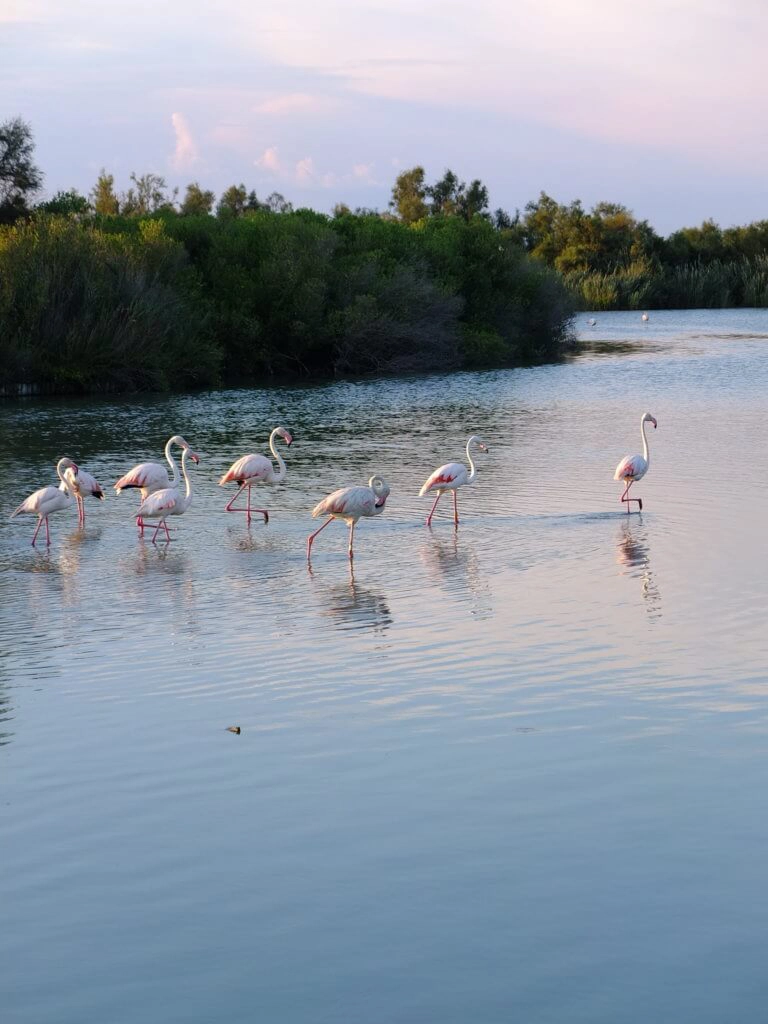 flamants roses parc du pont de gau camargue