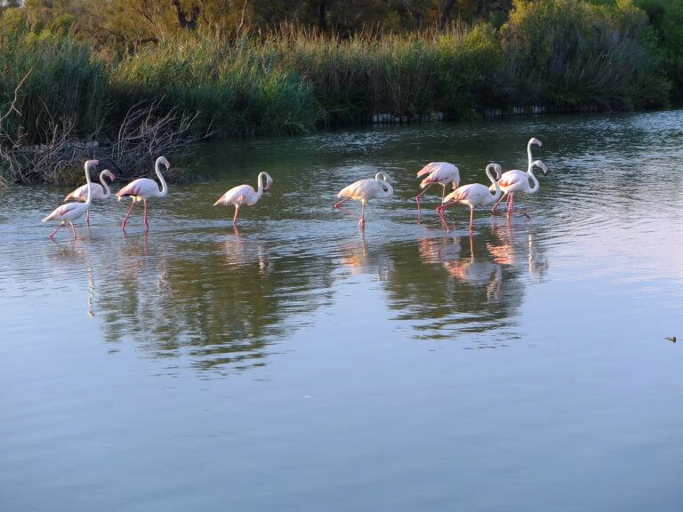 flamants roses parc du pont de gau camargue