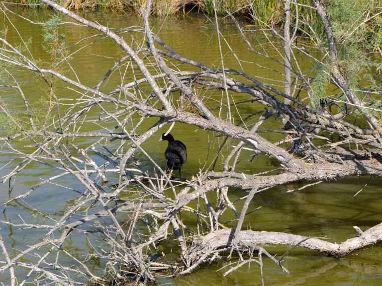 oiseau tour carbonniere camargue