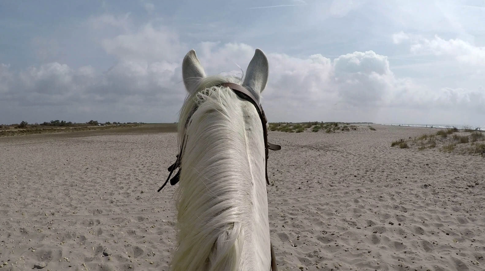 balade plage cheval camargue