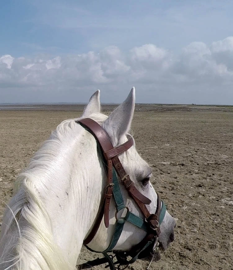 cheval camargue