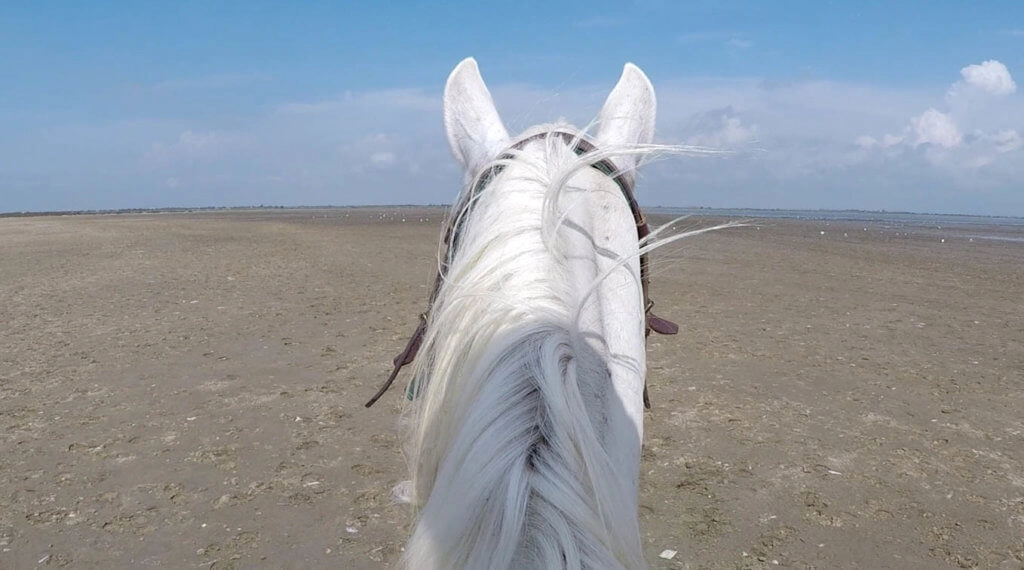 balade cheval camargue étang