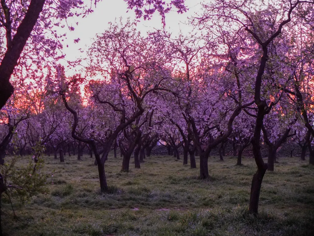 quinta de los molinos amandiers