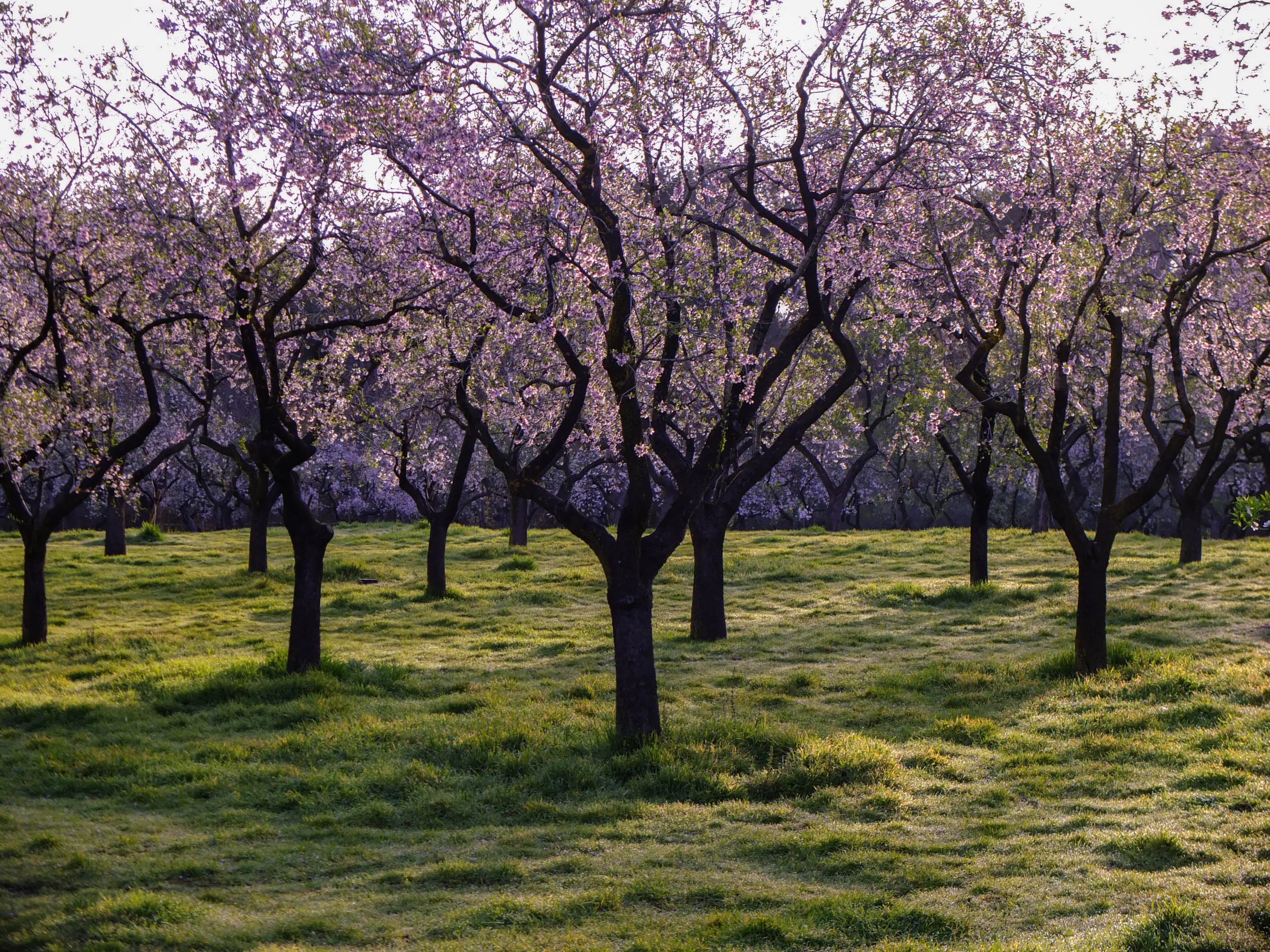 quinta de los molinos amandiers