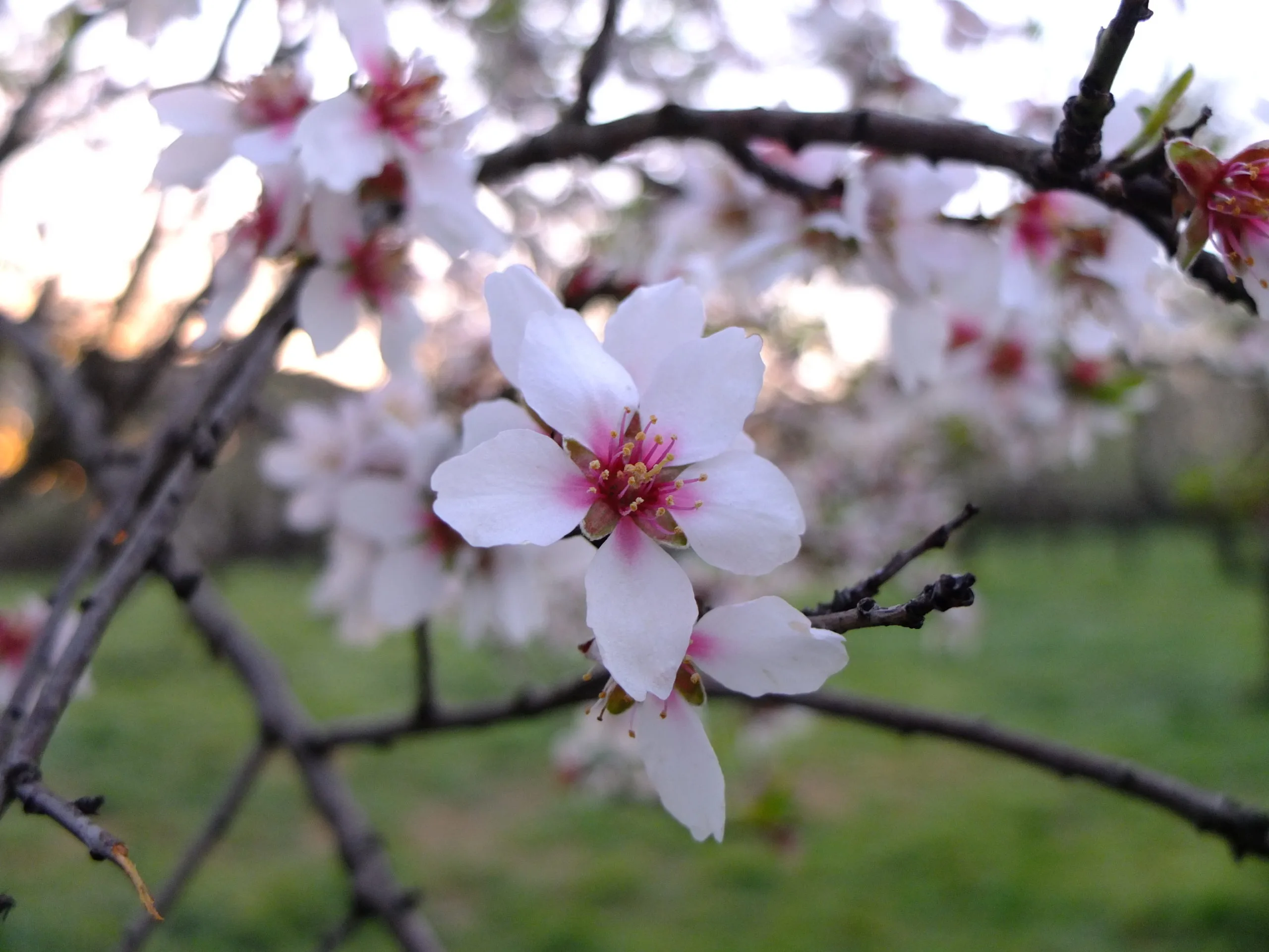 fleurs amandiers madrid