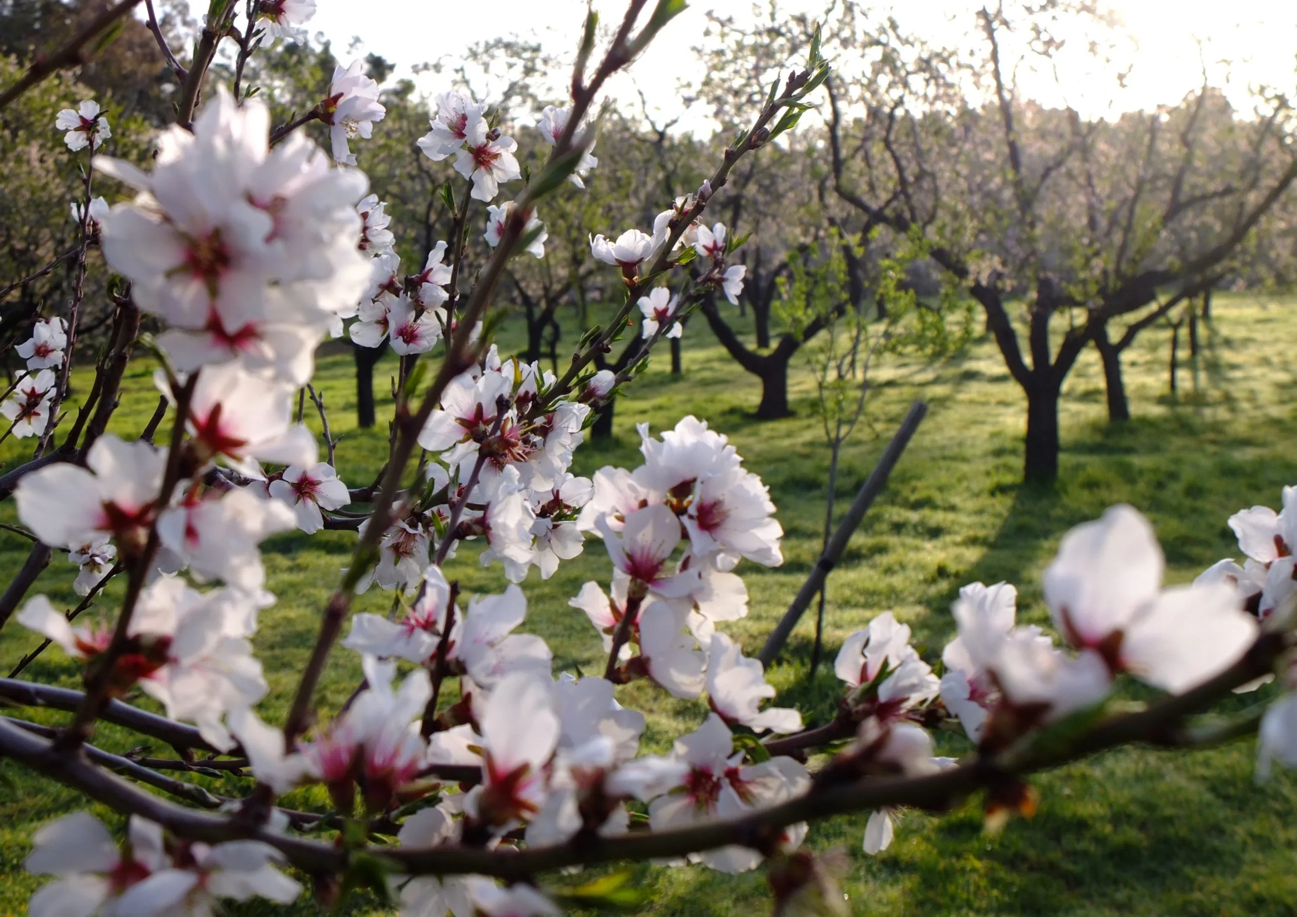 fleurs amandiers madrid