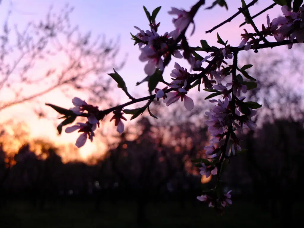 fleurs amandiers madrid