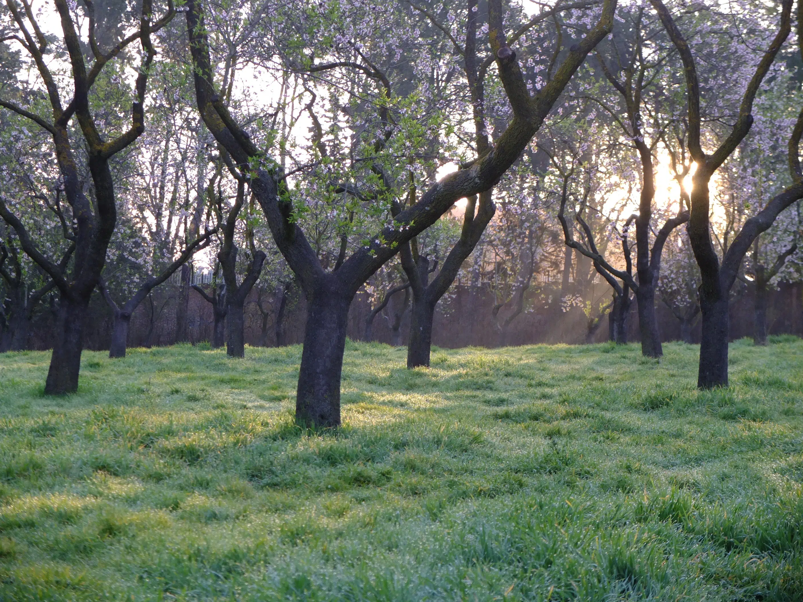 quinta de los molinos amandiers madrid
