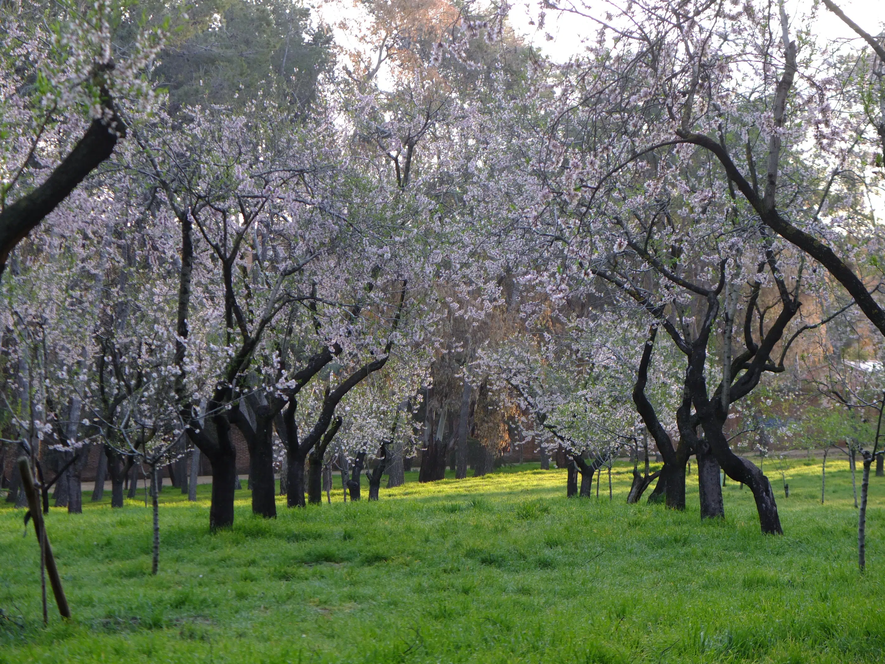quinta de los molinos amandiers madrid
