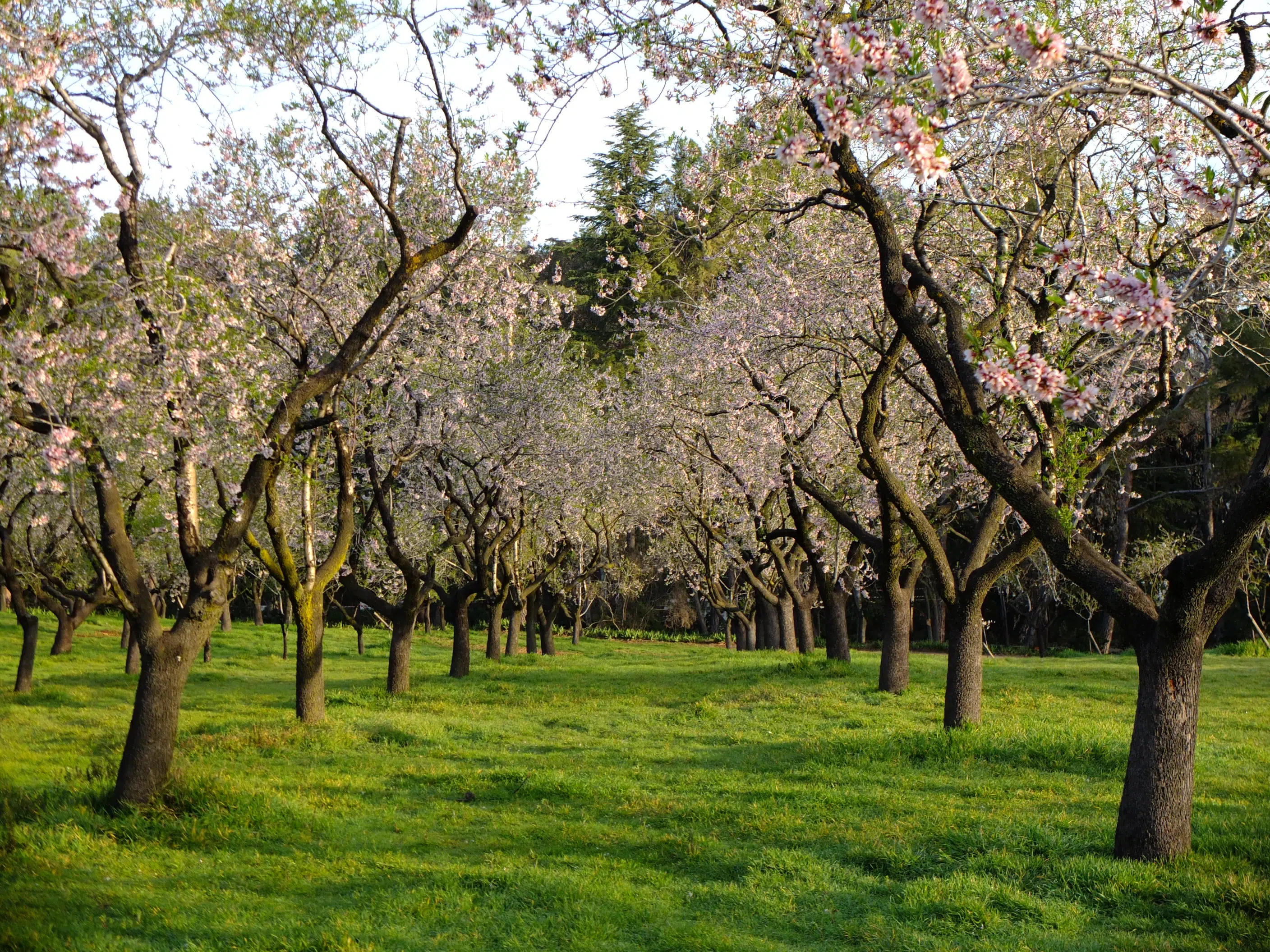 quinta de los molinos amandiers