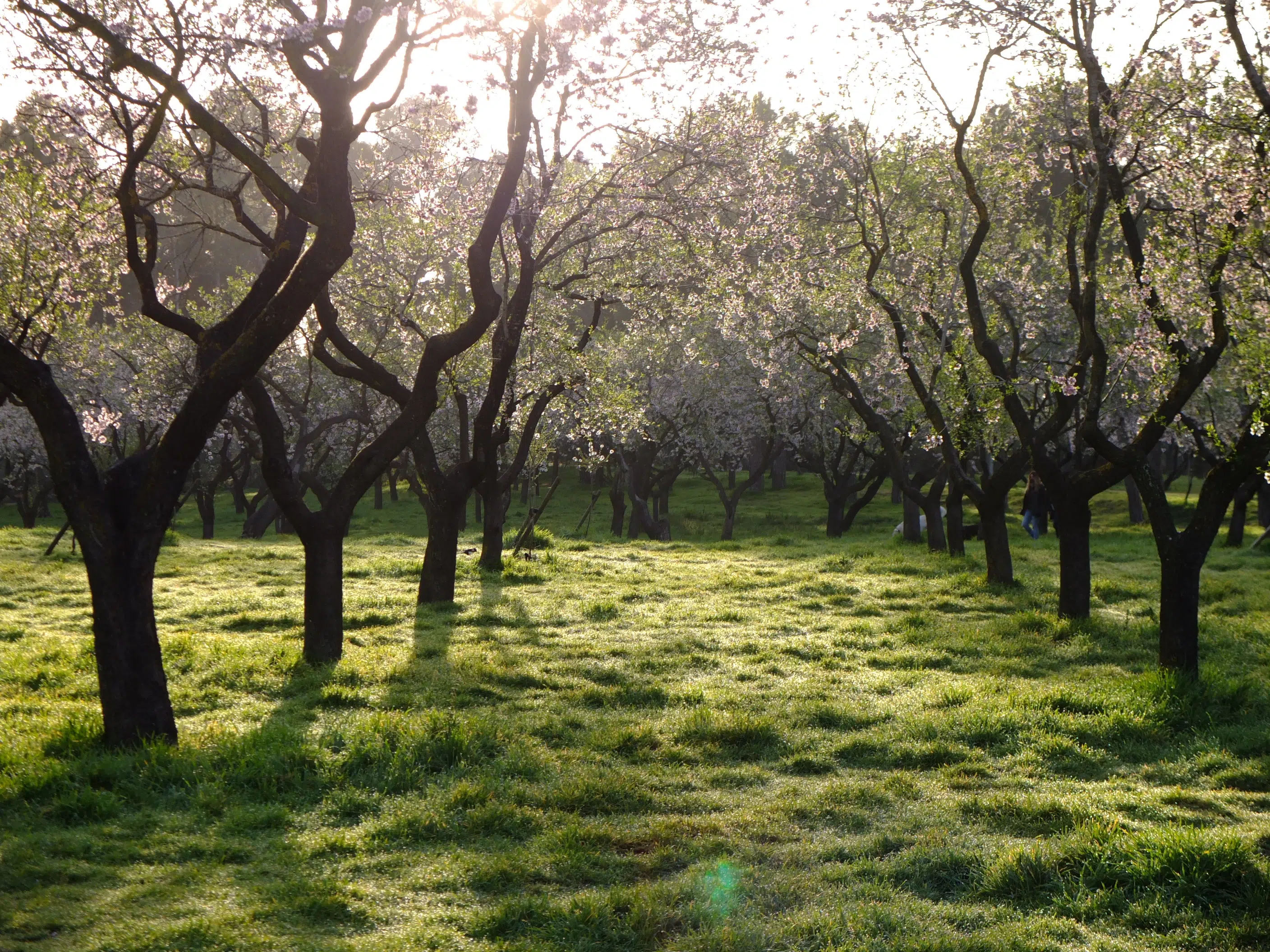 quinta de los molinos amandiers madrid