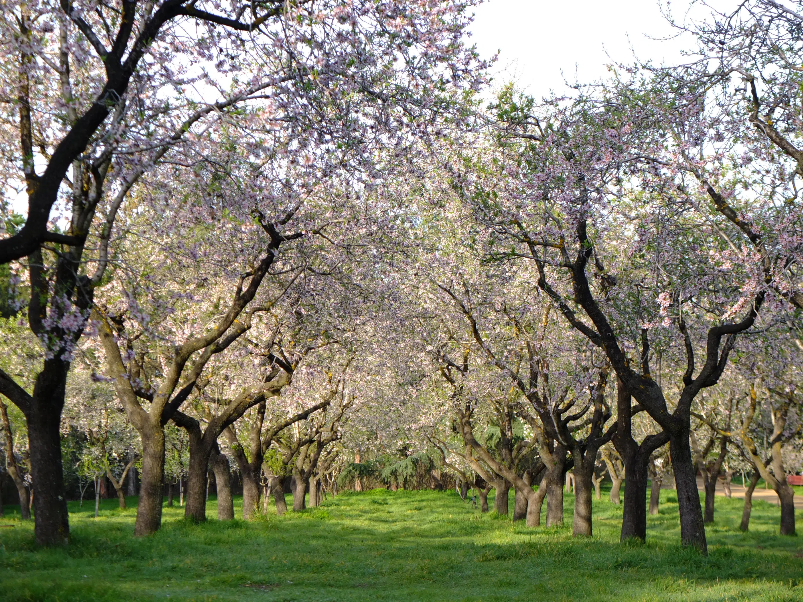 quinta de los molinos amandiers madrid