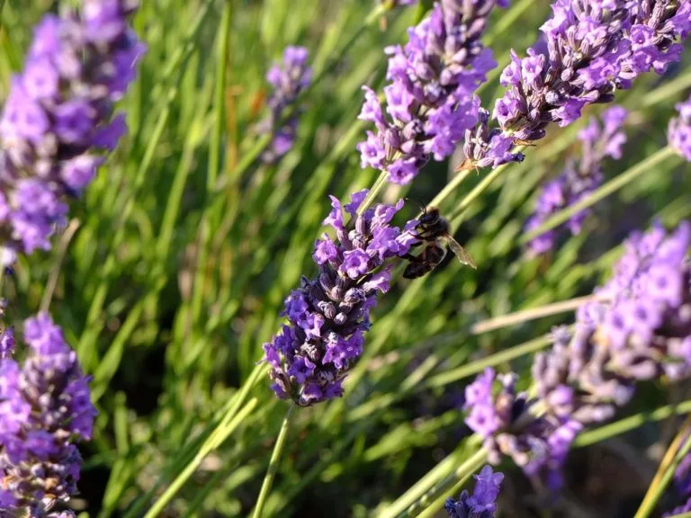 lavande abeille