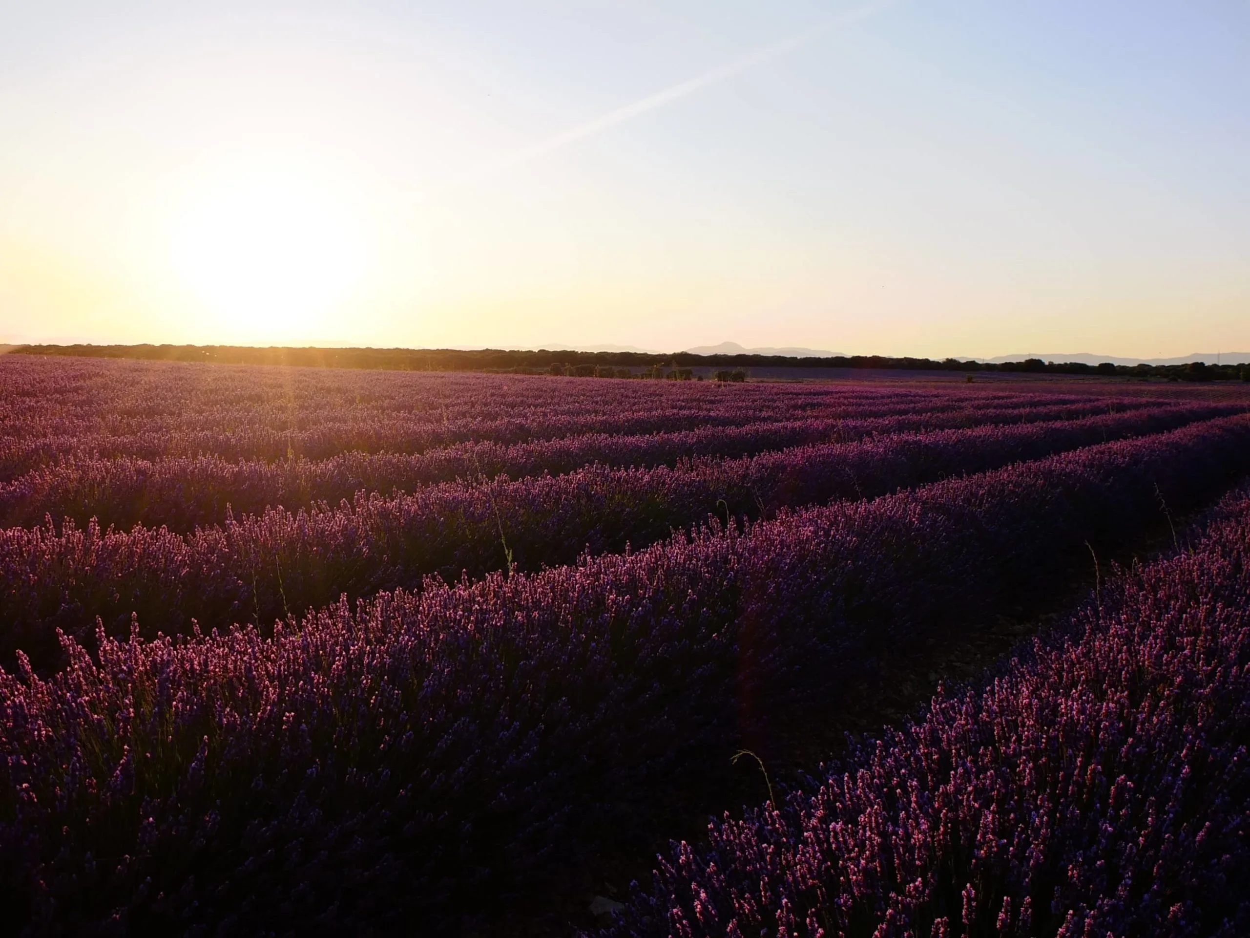 lavande brihuega coucher de soleil