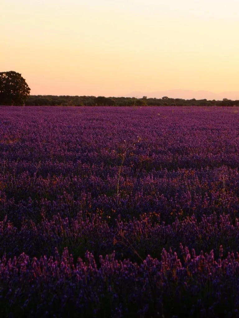 lavande brihuega coucher de soleil