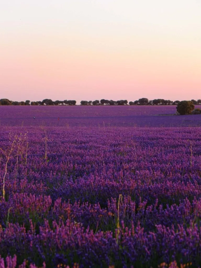 lavande brihuega coucher de soleil