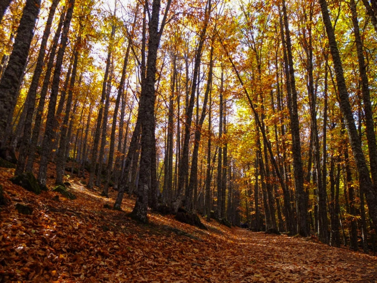castanar de el tiemblo automne