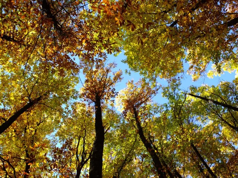 castanar de el tiemblo automne
