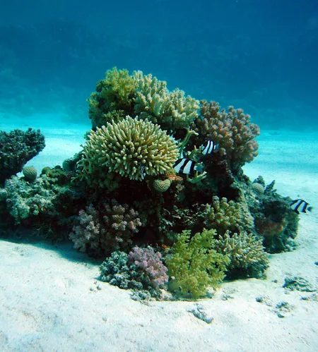adopter un corail idée cadeau voyage