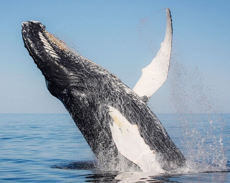 parrainage baleine cadeau insolite voyage
