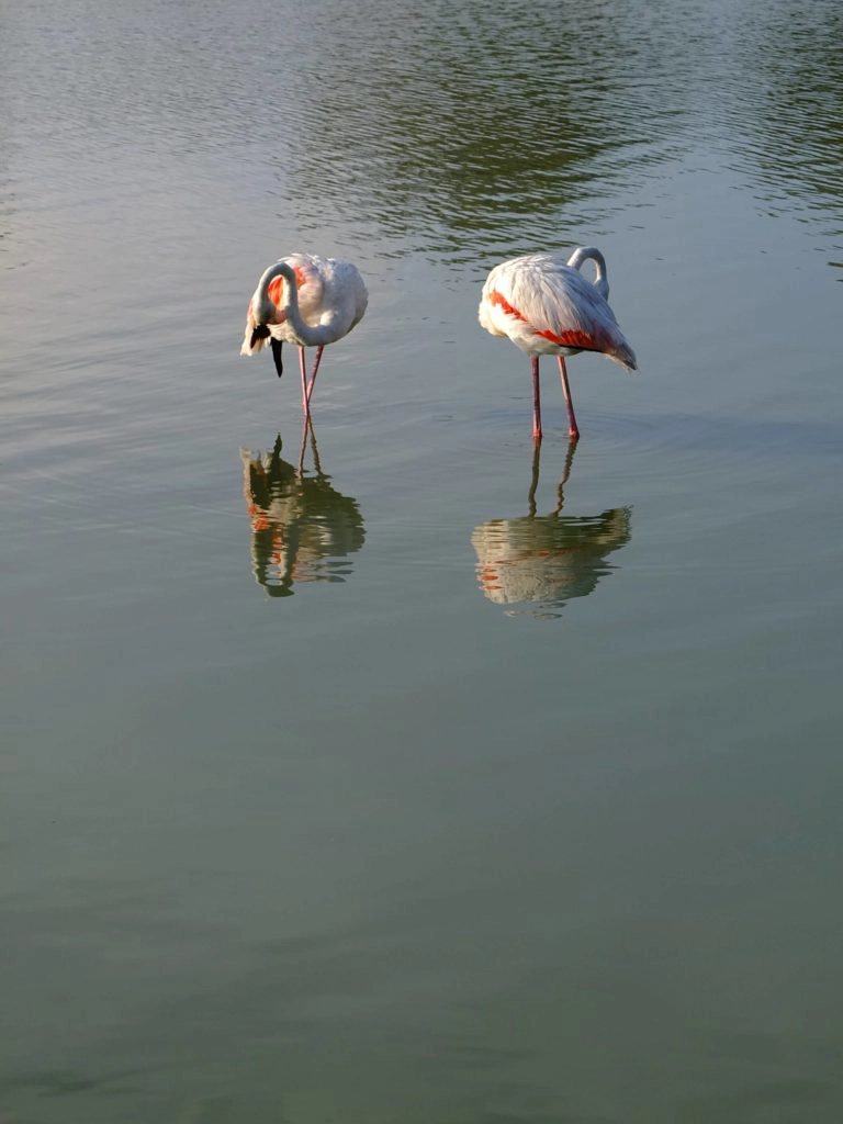 flamants roses parc du pont de gau