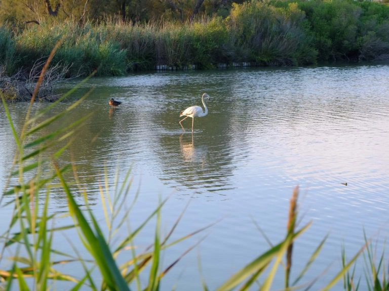 flamants roses camargue