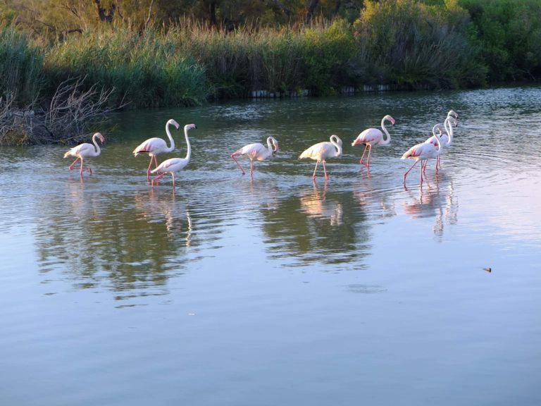 flamants roses camargue