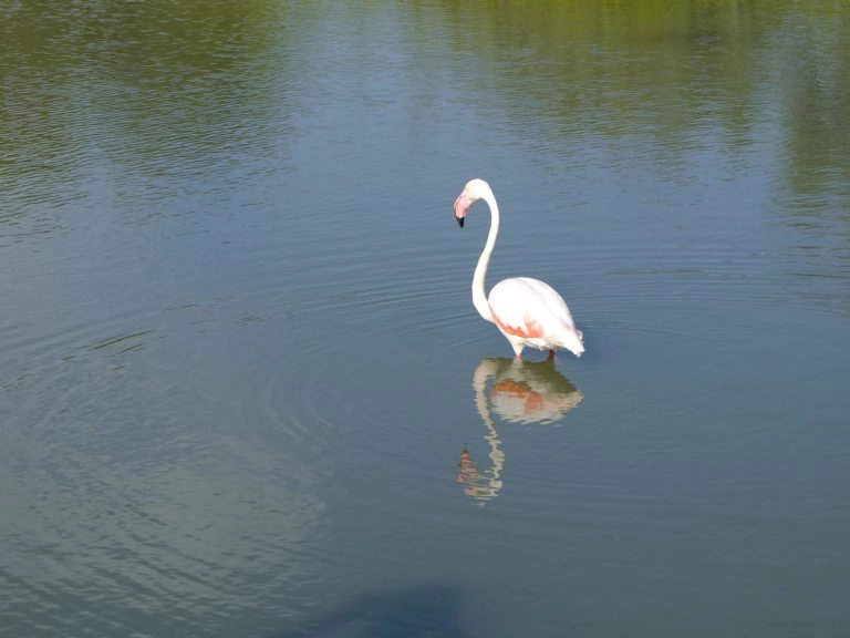 flamants roses camargue