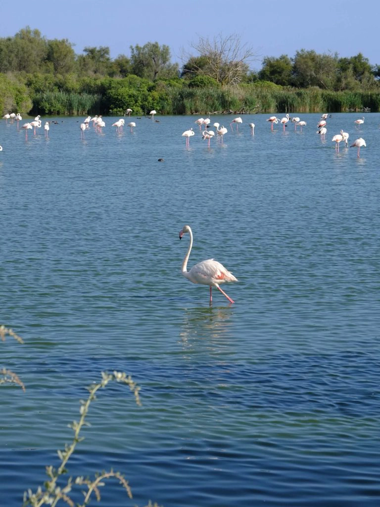 flamants roses camargue