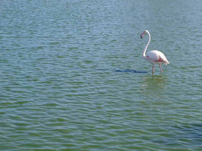 flamants roses camargue