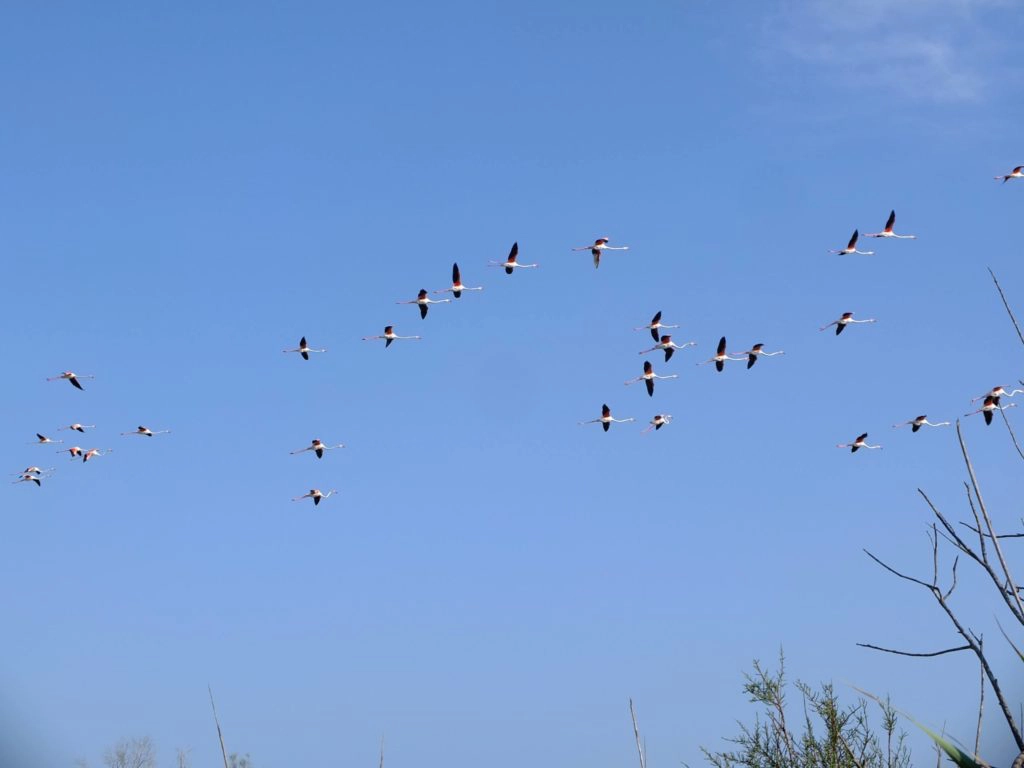 flamants roses camargue