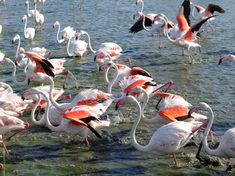 flamants roses camargue