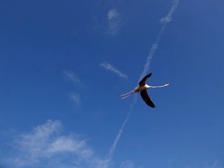 flamants roses camargue