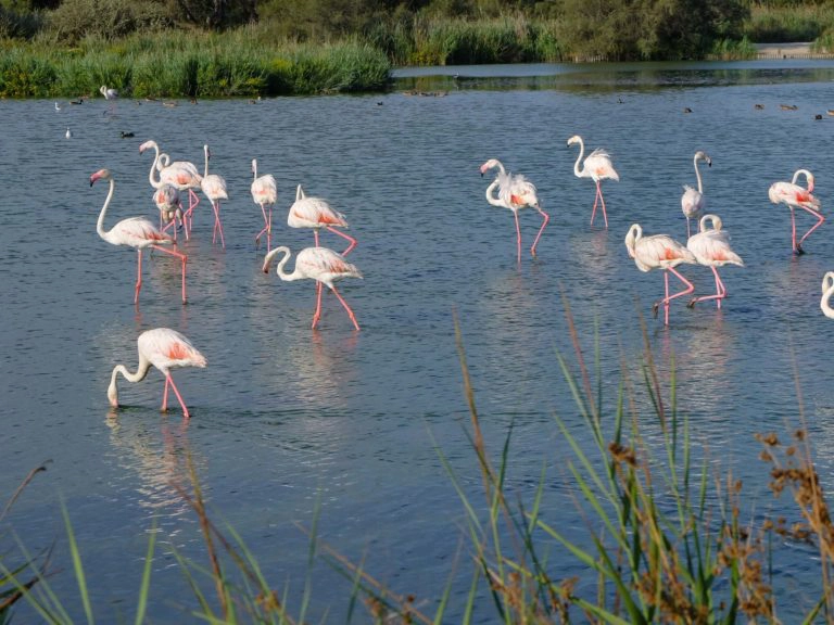 flamants roses camargue