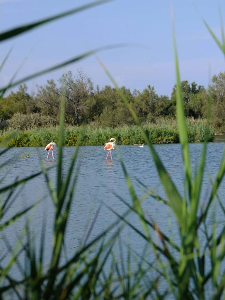 flamants roses camargue