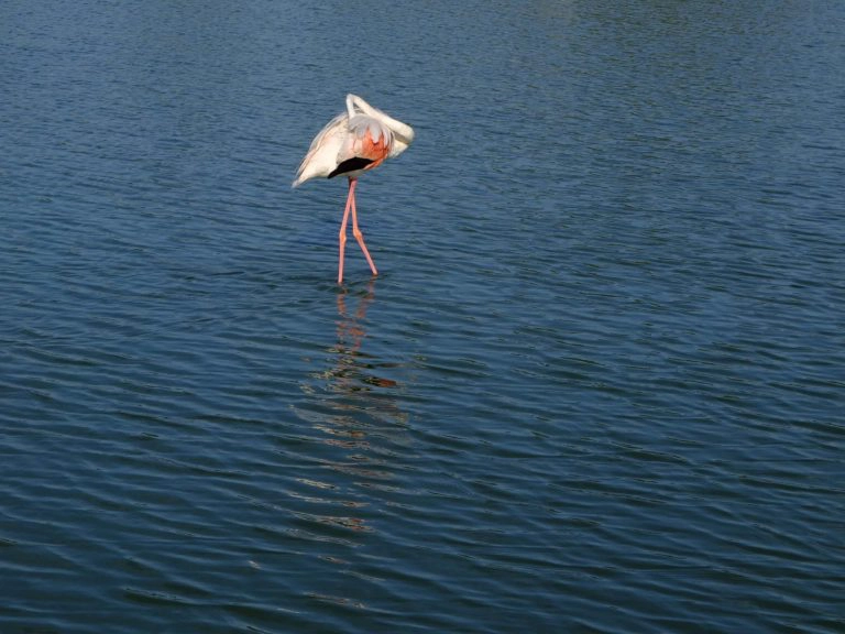 flamants roses camargue