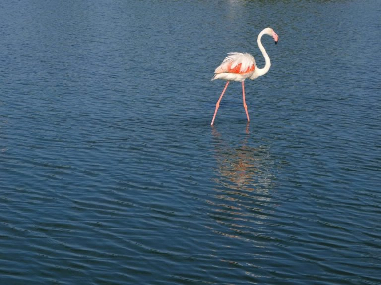 flamants roses camargue