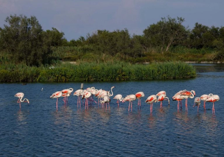 flamants roses camargue